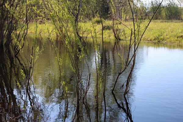 Quellsee Mit Klarem Wasser Und Jungen Grünen Blättern — Stockfoto