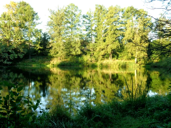 Feuille Érable Jaune Séchée Sur Une Surface Bois Près Lac — Photo