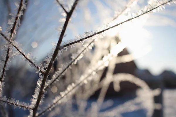 Frost Üzerinde Bir Ağaç Dalı — Stok fotoğraf