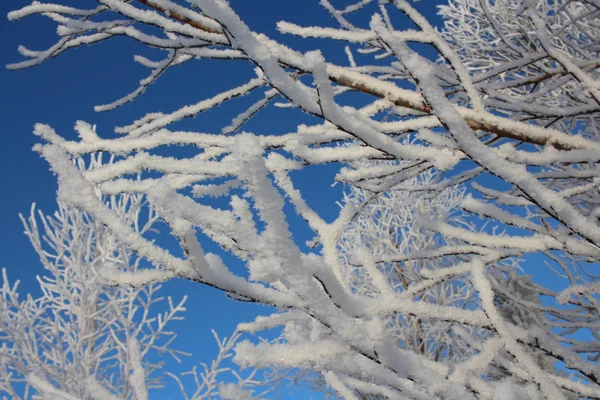 Ruská Zimní Sibiř Lesní Sněhu Stromy Sníh Kryté Silnice Snow — Stock fotografie