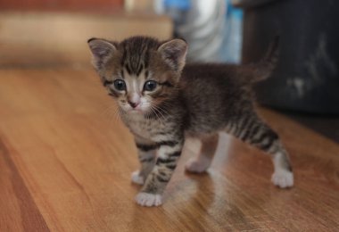Küçük bir yeni doğan yavru kedi bir yer yüzünde düz seyir ile