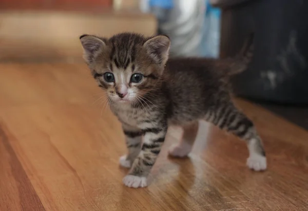 Een Klein Pasgeboren Kitten Met Een Vlek Haar Gezicht Kijken — Stockfoto