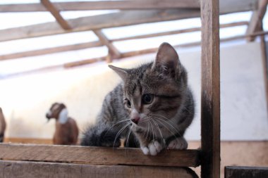 Çizgili gri kedicik evin ahşap yüzeyde standları