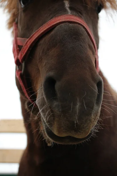 Schnauze Schönes Pferd Mit Rotem Zaumzeug Schaut Aus Der Nähe — Stockfoto
