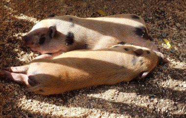 Yerli domuzlar üzerinde talaş odada uyuyan iki kalın beyaz benekli