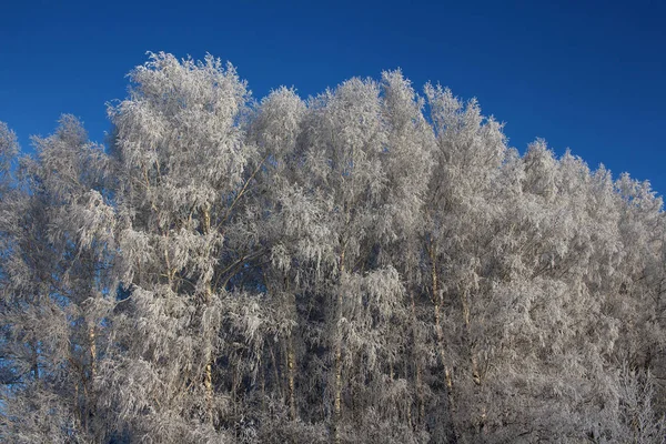 Orosz Tél Siberia Erdei Fák Fedett Utak Fagy Nyír Hófehér — Stock Fotó