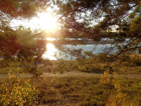 Çam Ormanı Içinde Banka Nehrinde Ayarı Sonbahar Güneş Işınlarının — Stok fotoğraf