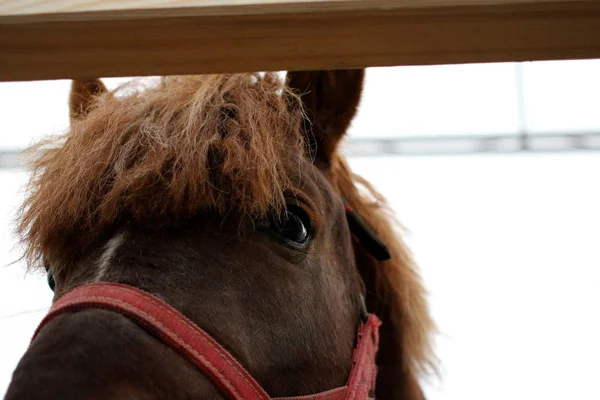 Muso Bel Cavallo Briglia Rossa Guarda Fuori Vicino — Foto Stock