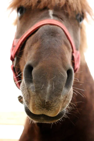Muso Bel Cavallo Briglia Rossa Guarda Fuori Vicino — Foto Stock