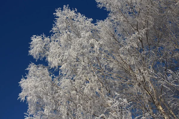 Ruskou Zimu Sněhu Stromy Sněhem Pokryté Silnice Sníh Frost Bříza — Stock fotografie