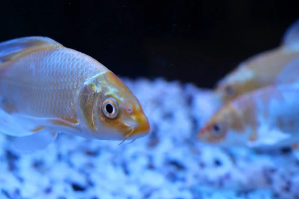 Güzel altın deniz balığı akvaryum siyah çok renkli alt sualtı dünya içinde yüzüyor