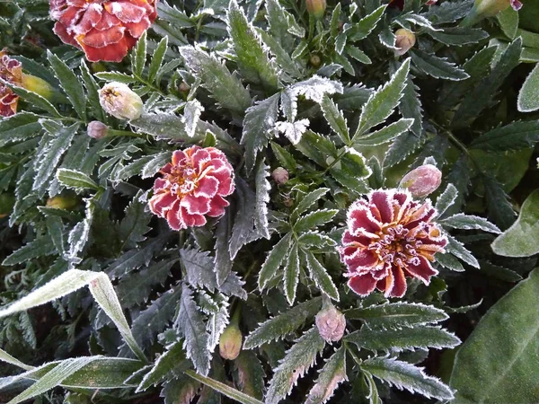 Яркие Цветы Покрытые Морозом Замерзают Насквозь — стоковое фото