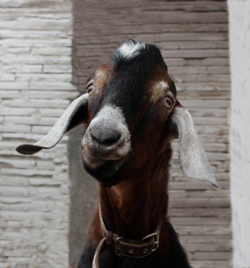 Nubian keçi çiftliğinde yürüyüş komik