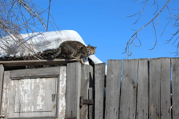 灰色条纹猫坐在一个旧栅栏的木板春天 — 图库照片