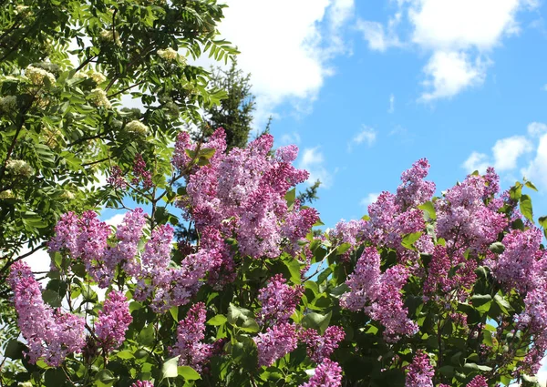 Blooming Lilac Bushes Siberia Blue Sky — Stock Photo, Image