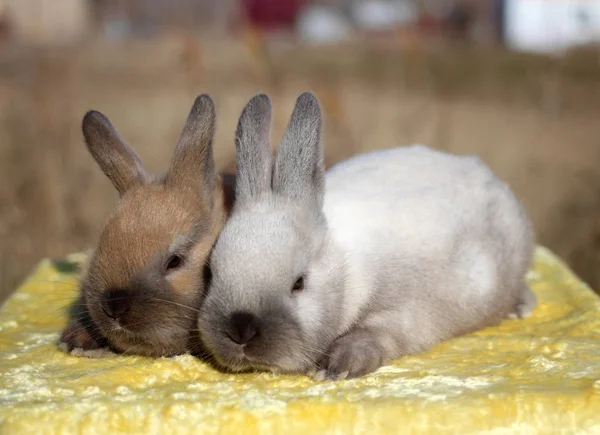 Twee Kleine Grappige Fluffy Bunny Vergadering Grijs Bruin — Stockfoto