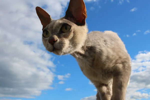 Piękny Szary Kot Podkrada Widok Dołu Tle Błękitnego Nieba — Zdjęcie stockowe