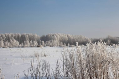 Rus kış orman kar ağaçlar karla kaplı yollar kar frost huş kayak pistlerine karda, Sunny sezon hava