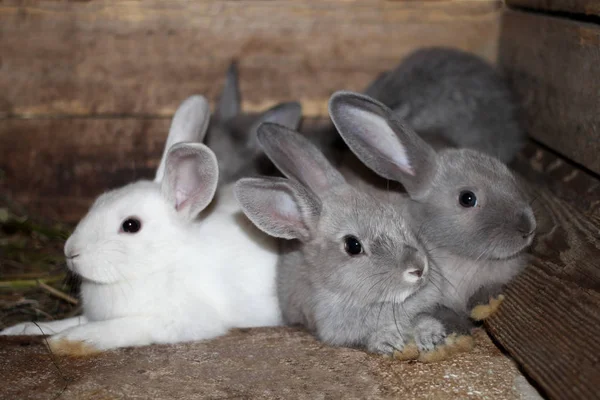 Conejos Negros Blancos Grises Una Jaula Una Granja Conejo Vivo —  Fotos de Stock