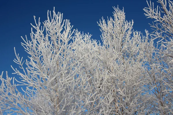 Blanche Neige Mousseuse Mousseuse Couchée Sur Les Branches Des Arbres — Photo