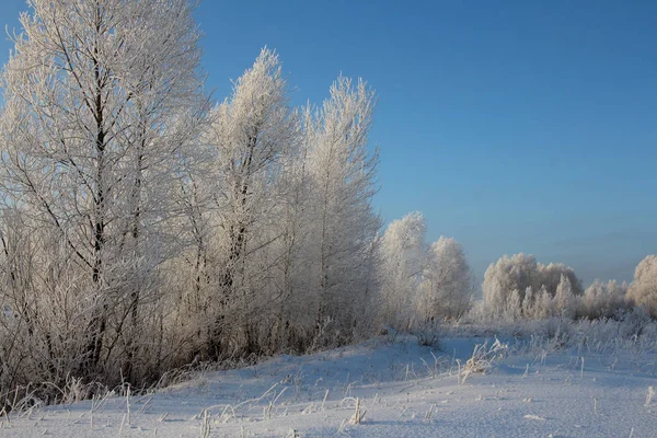 Rusă Iarnă Pădure Zăpadă Copaci Zăpadă Acoperit Drumuri Zăpadă Îngheț — Fotografie, imagine de stoc