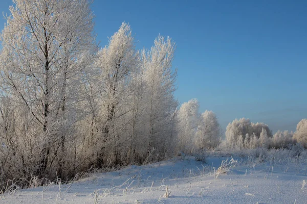 Russian Winter Forest Snow Trees Snow Covered Roads Snow Frost — Stock Photo, Image