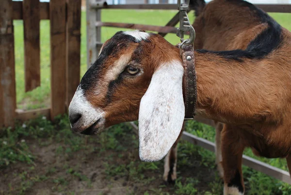 Núbiai Kecske Közel Kerítés Öböl Barna Ország Füle Farm — Stock Fotó