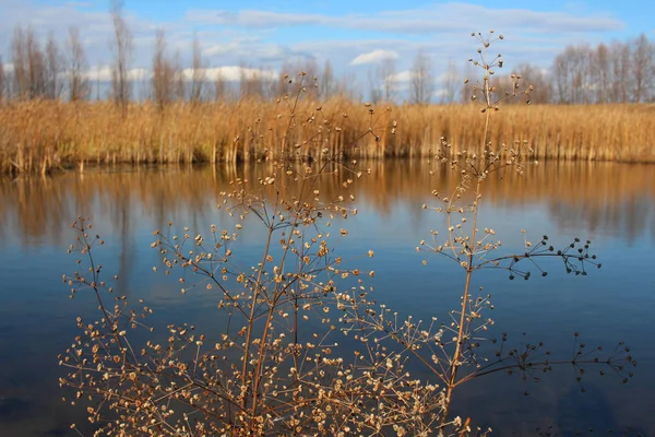 Paysage Automne Lac Pittoresque Avec Herbe Jaunie Séchée Sur Rivage — Photo
