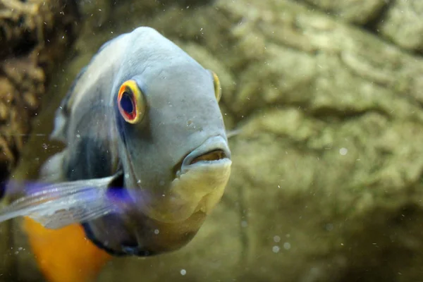 Splendidi Pesci Mare Dorati Nuotano Nell Acquario Vivido Mondo Subacqueo — Foto Stock