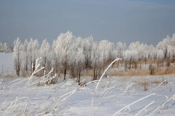 Russischer Winter Sibirien Wald Schnee Bäume Schnee Bedeckte Straßen Schnee — Stockfoto