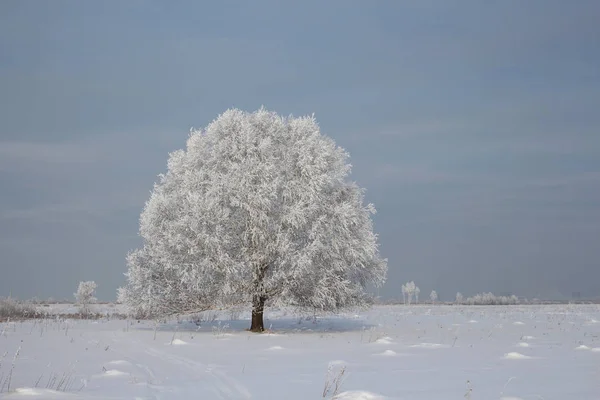 Russische Winter Siberië Sneeuw Bedekte Berk Onder Een Leeg Veld — Stockfoto