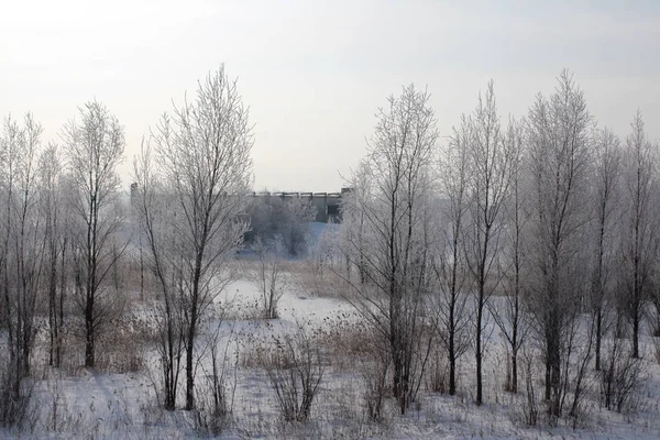 Rus Kış Orman Kar Ağaçlar Karla Kaplı Yollar Kar Frost — Stok fotoğraf