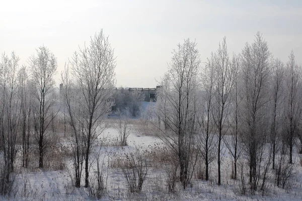 Floresta Inverno Russo Árvores Neve Neve Estradas Cobertas Neve Gelo — Fotografia de Stock