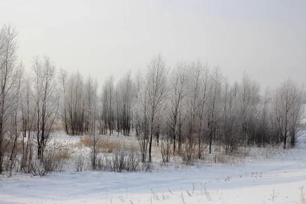 Russische Wintersneeuw Bos Bomen Besneeuwde Wegen Sneeuw Vorst Berk Ski — Stockfoto