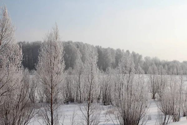 Orosz Téli Erdő Fák Hóval Borított Utak Fagy Nyír Sípályák — Stock Fotó