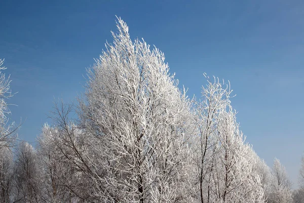 Rosyjska Zima Las Snow Drzewa Pokryte Śniegiem Drogach Śniegu Mrozu — Zdjęcie stockowe