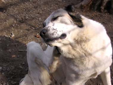 büyük bir tüylü köpek onun pençe kulak arkası çizik