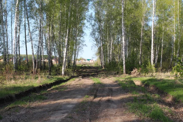 Strada Forestale Tra Gli Alberi Inizio Della Costruzione Dell Autostrada — Foto Stock