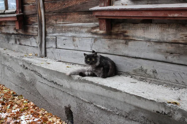 Gato Sentado Fundação Uma Velha Casa Madeira Aldeia Siberiana Outono — Fotografia de Stock