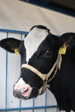 Kulak veteriner Etiketler ile çiftlikte inek kalem hayvandır
