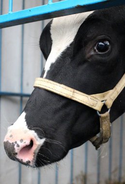 Kulak veteriner Etiketler ile çiftlikte inek kalem hayvandır