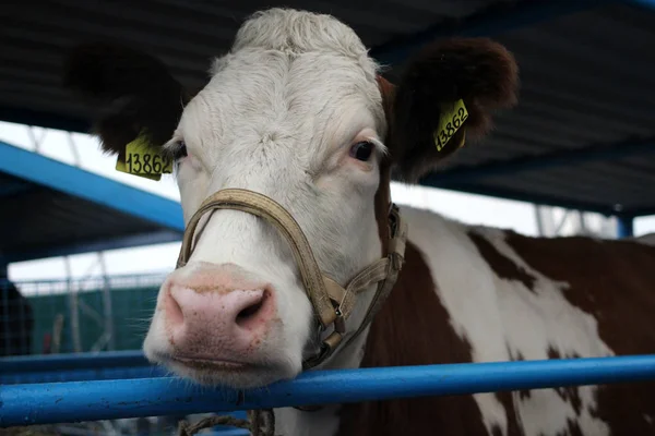Kulak veteriner Etiketler ile çiftlikte inek kalem hayvandır