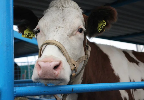 Cow on the farm with veterinary tags in the ears is in the pen animal