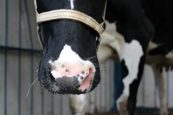 Cow on the farm with veterinary tags in the ears is in the pen animal