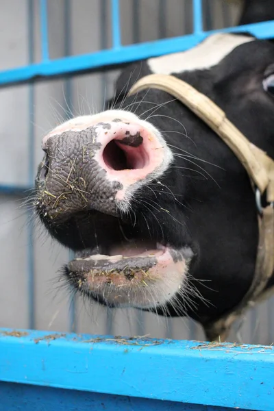 Kulak veteriner Etiketler ile çiftlikte inek kalem hayvandır
