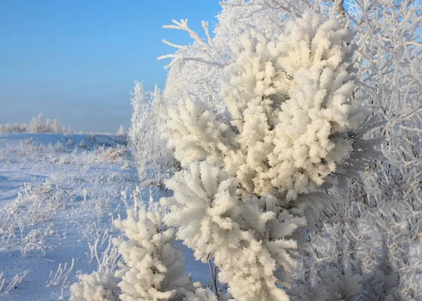 Erdő Téli Fenyő Hóval Bolyhos Fehér Téli Fagy Fák Siberia — Stock Fotó