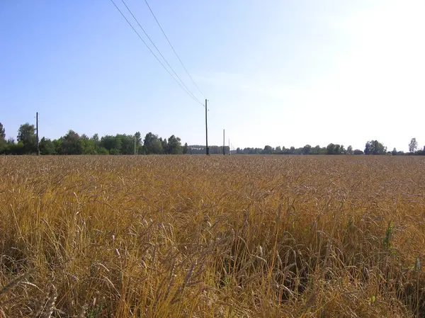 Mooie Russische Veld Met Rijpe Oren Van Rijpe Golden Tarwe — Stockfoto