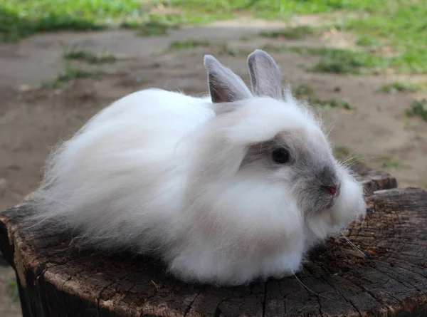 Lite Roliga Fluffiga Bunny Sittande Grå Och Bruna — Stockfoto