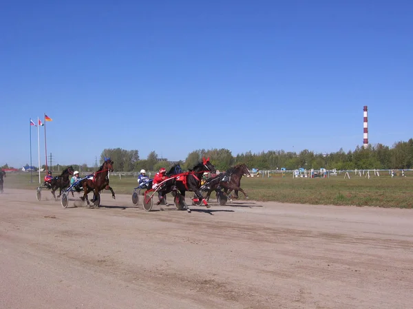 Fajták Novosibirsk Racecourse Ügető Versenyek Lovak Vizsgálati Díj Arany Szekere — Stock Fotó