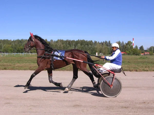 Wedstrijden Paarden Draven Rassen Novosibirsk Paardenrenbaan Testen Prijs Goud Strijdwagen — Stockfoto